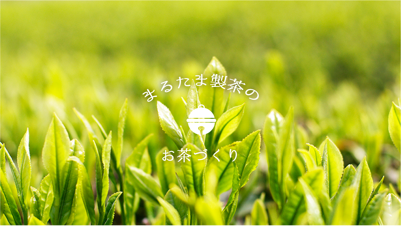 まるたま製茶のお茶づくり